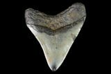 Fossil Megalodon Tooth - North Carolina #129968-2